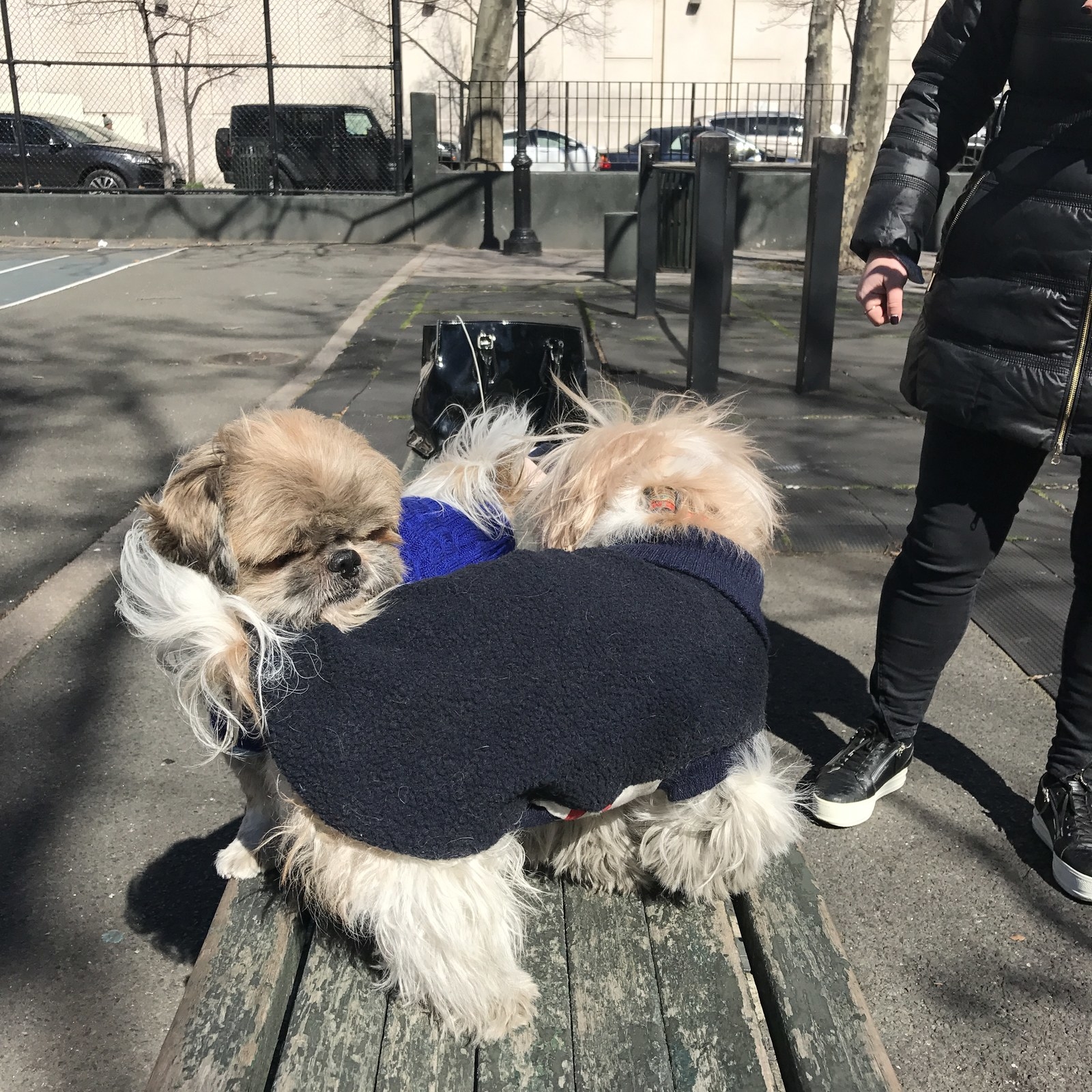The two dogs were checking each other...