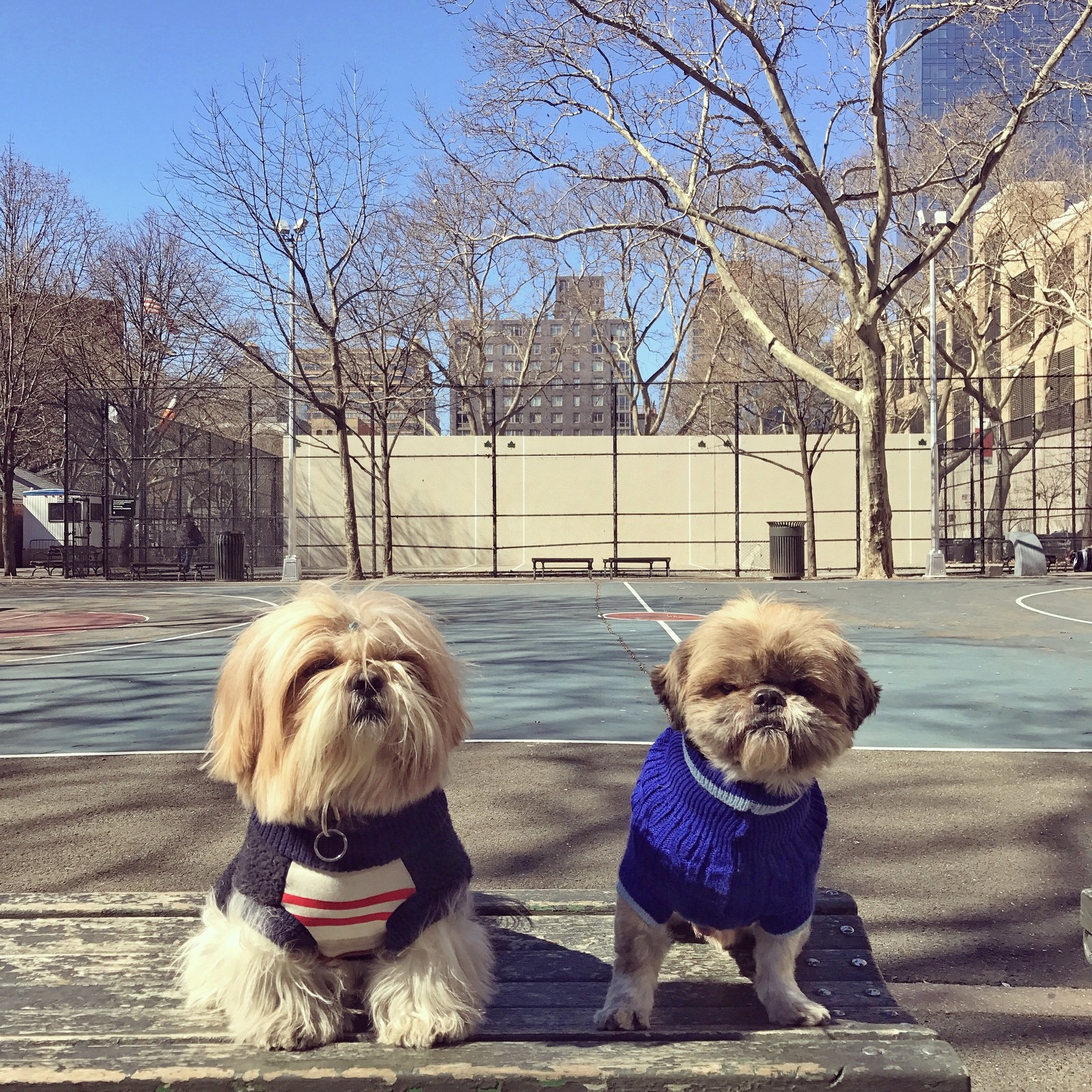 Brothers will now stay in touch while living in New York City