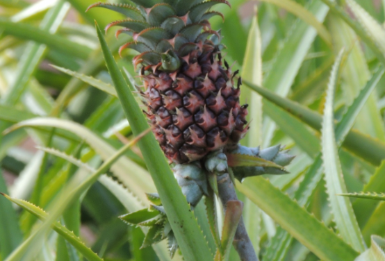 So why the HEEEECK do we call this lying liar of a delicious fruit a pineapple? Because it looks kind of like a lil' pinecone when it's sprouting.