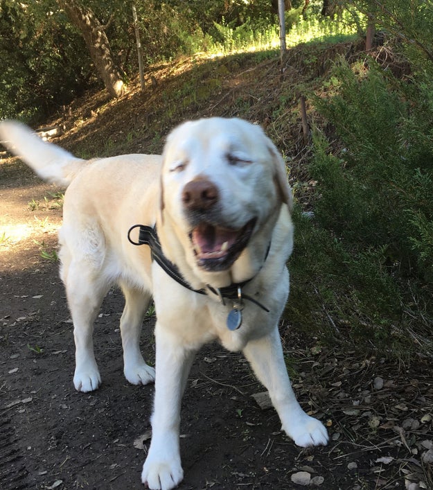 Sage was lost in the Santa Cruz Mountains in California. "The area’s pretty hilly and pretty dense forest," her mom, Beth Cole, told BuzzFeed News. She said that her family searched frantically for Sage in their rural neighborhood, with no luck.