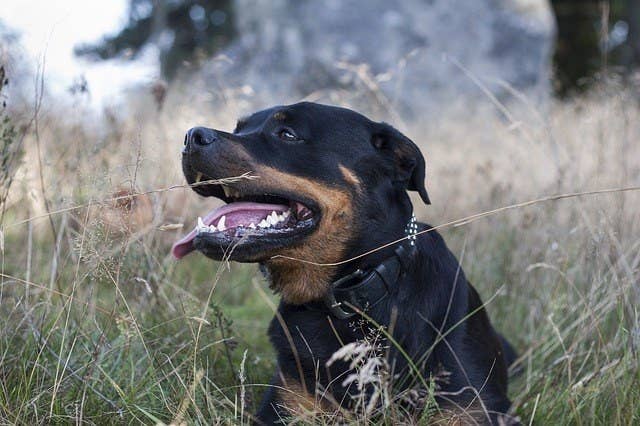 Rottweiler has an image of strong, alpha dog and so most of us know that they do bite, Rottweiler Biting. It is a common problem for owners of these very macho canines. The root of the problem lies with the fact that because they are tough looking, Rottweiler biting behavior develops as early as the time they are still puppies, and it continues as the dogs grow. When they are little and cute, the biting is annoying, but as they grown larger, so do their teeth, and they may begin to bite with no warning and more dangerous.What Causes Rottweiler BitingPeople often believe that Rottweiler bite more often than any other breed of dog, and that cute little Rottweiler biting happens even more often than in their standard-size cousins. Actually, well-trained Rottweiler generally don’t bite at all, at only a slightly higher rate than any other dog breed.The reason for the slightly higher rate of Rottweiler biting is generally believed to be related to their nature. Standard Rottweiler were originally bred as water retriever dogs and hunting dogs, although the small kind, if there are any, were bred primarily as pets. They are considered to be one of the smartest dog breeds in the world. Combine great intelligence with a lack of any one particularly strong instinct, and Rottweilers are likely to become disobedient to even basic commands, not to mention stubborn!How to Stop Rottweiler BitingFortunately, the Rottweiler’s intelligence make it highly trainable and it is not difficult to impress upon the dog that biting is not behavior that is tolerated. For the very best results, be sure your Rottweiler is properly socialized when it is a puppy. It should never, ever be taken from its mother before it is two full months old. This gives the puppy the time it needs to learn not to bite, and to control its urge to be the “alpha puppy”.After your puppy is 8 weeks old, it should be socialized with humans and other puppies. Bite aversion classes, puppy daycare, and just being calm and welcoming to your dog will help immensely in avoiding Rottweiler biting. Don’t scold a Rottweiler puppy, because it isn’t old enough to know better than to bite, and early strong reaction from the owner can trigger long-term behavior problems.Rottweiler Biting in Older DogsWith a Rottweiler that is older and still has a tendency to nip or bite, you need to assert that you have full control of your dog. First, reestablish that you are the alpha leader. Control feeding times strictly, as well as walking times, and re-teach your dog some basic commands if he seems to have forgotten them or is simply ignoring them. Don’t ever back down or waffle when you have given a command. It’s best to avoid any games such as tug of war, chasing, or wrestling, that may encourage Rottweiler biting, even in fun. You don’t want to make the behavior into a game that garners your Rottweiler attention.If your Rottweiler shows aggressive tendencies, or behaviors related to fear and anxiety, you should take part in an obedience class that forces them to socialize with other dogs and address their aggression issues in a controlled environment.Should your Rottweiler biting problem persist, it is likely to become more dangerous and more frequent, you should consult your vet to rule out any potential health-related causes of biting, and if that checks out, consider hiring a dog behaviorist to help remedy the behavior.Do understand that, no matter what, Rottweiler biting is not acceptable and must not be tolerated. Even in small Rottweilers, it is an externalization of deeper problems that must be addressed at once. For more tips visit: http://ipupster.com/