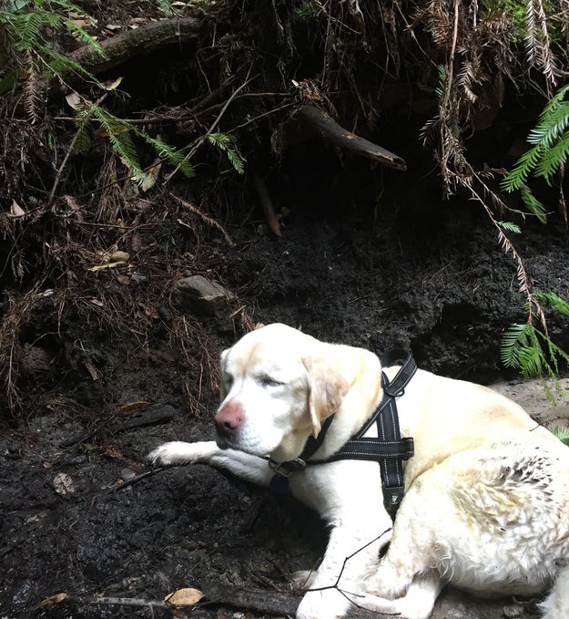 Not the case! “I jumped in the stream, made my way to her, and right then, she lifted up her head," Estrada said. "I hugged her and kissed her."