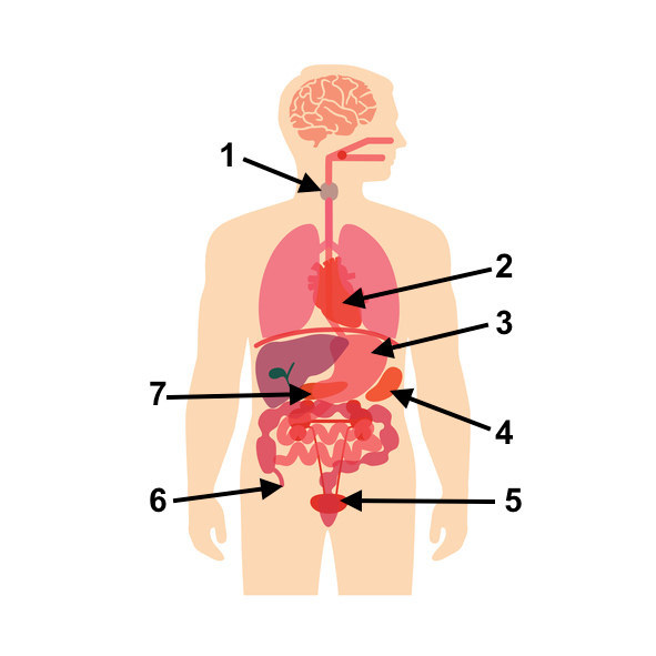 臓器の場所 わかるかな 全問正解で あなたは解剖学の専門家