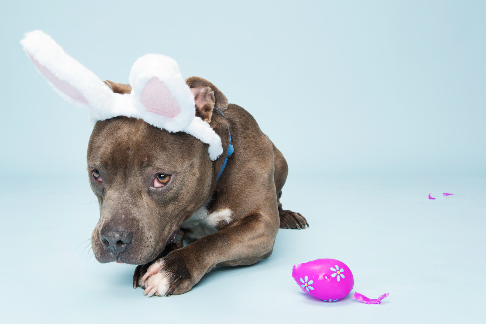 9 Photos That Prove Pit Bulls Are The New Easter Bunny