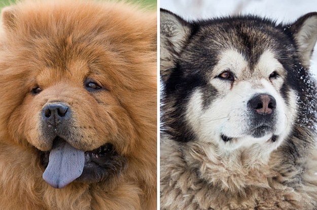 How Much Do You Actually Know About Dogs?