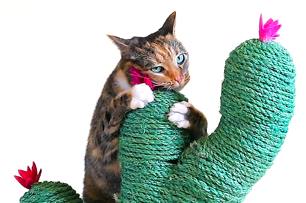 This Cactus Post Gives Your Cat A Stylish Place To Scratch
