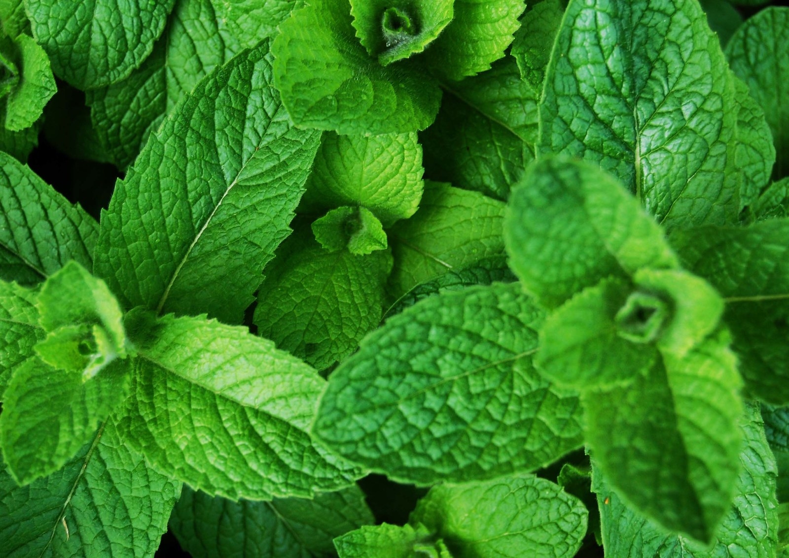 I guess it was mint to be, so don't start any Argue-Mints.