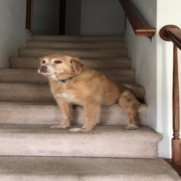 This Dog Is Way Too Big For His Tiny Bed But He Loves It Anyway