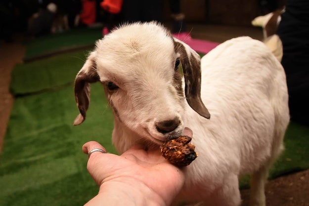Bunny yoga is a thing. Cat yoga is a thing. And now pygmy goat yoga is a thing.