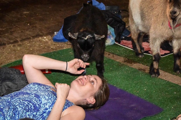 Fox Den Yoga in Niagara-on-the-Lake, Ontario, is now offering yoga sessions while surrounded by little curious goats.