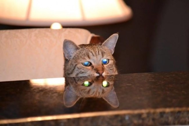 Remember that there are always two sides in each of us. Cats are no exception. Just look at the cat in this picture. At first, it may seem that it has pretty friendly eyes. Nevertheless, the reflection in the table tells us that we are wrong. Be careful with your pet!