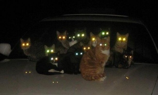 If you think that you can deal with one cat, you should take into account its friends. Looking at this picture, you will surely understand this point. There are 13 cats on a hood of a car and it is already dark. The eyes of each cat have their own frightening shining, which does not seem to be friendly and kind. Besides, the figure 13 does not promise you anything good either. Is this some kind of a horror movie?