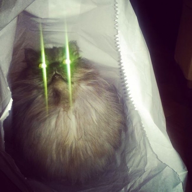 If you really think that cats are very kind and peaceful, you ought to look at this individual. The glare of its eyes at night is actually terrifying. It may picture in your memories for good! Afterward, you will have a constant presence of fear and probably, the assistance of GradeScout would be your only way out.