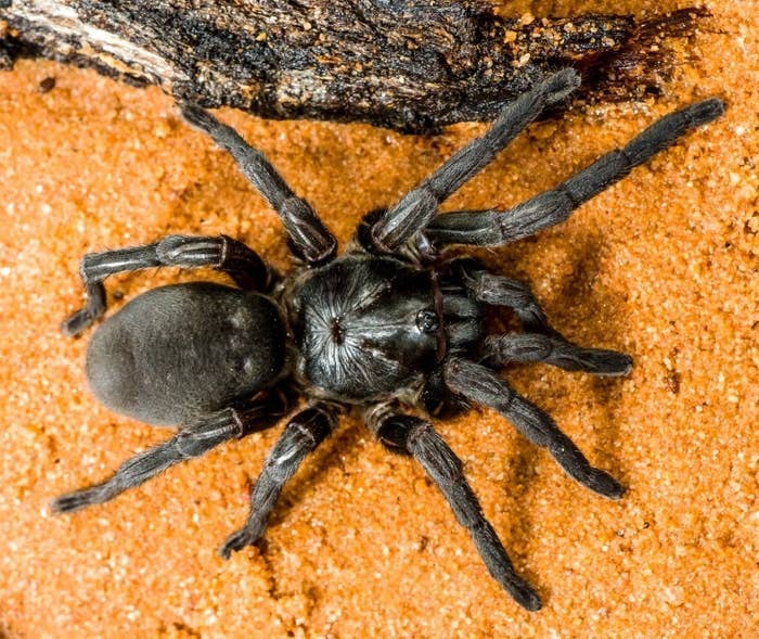 Why does he hate spiders? Is he stupid? Spiders are an integral
