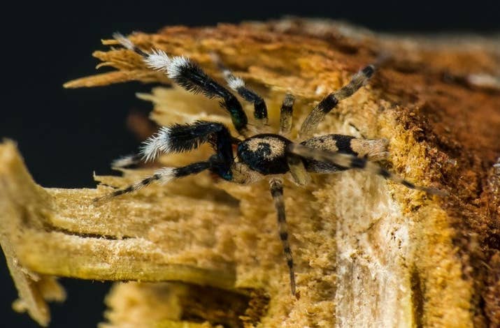 Bạn sẽ không muốn đến Úc đâu vì người ta mới phát hiện thêm 50 loại nhện mới ở đây - Ảnh 1.