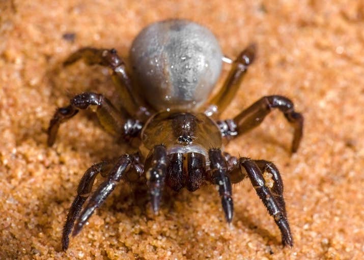 Bạn sẽ không muốn đến Úc đâu vì người ta mới phát hiện thêm 50 loại nhện mới ở đây - Ảnh 3.