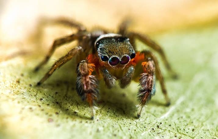 Bạn sẽ không muốn đến Úc đâu vì người ta mới phát hiện thêm 50 loại nhện mới ở đây - Ảnh 4.