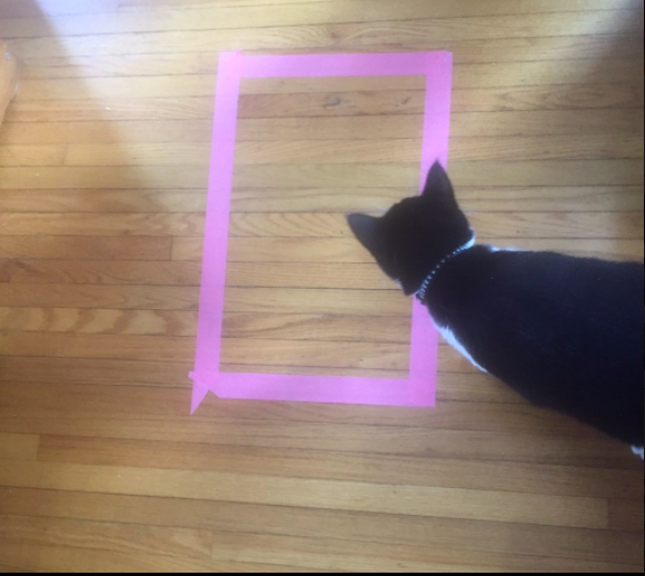 Matheson's mother had discovered a trick on the internet. She was told if she put a square on the floor, her cat would get into it.