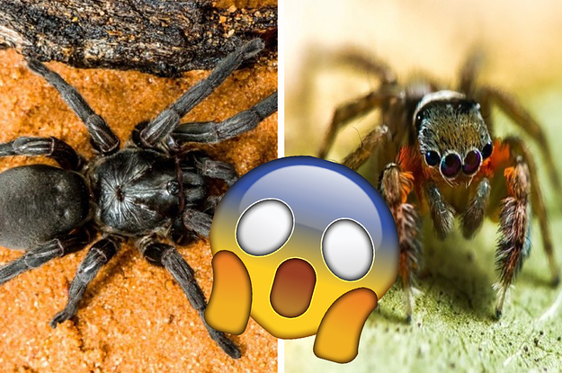 Fifty new species of spider discovered in far north Australia, Spiders