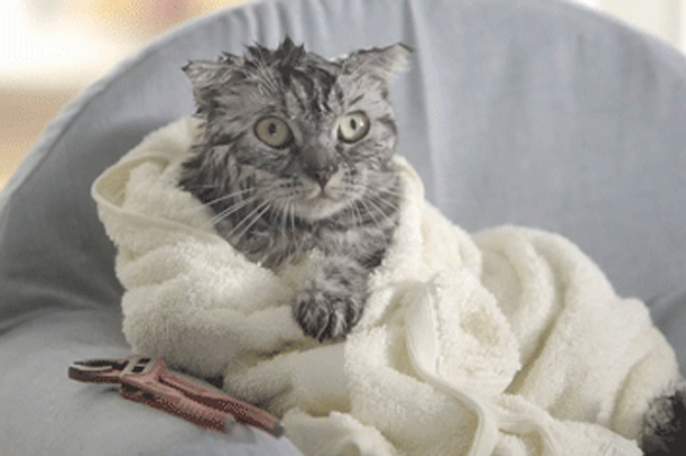 Кот в полотенце. Мокрый кот в полотенце. Кот замерз. Кот мерзнет.
