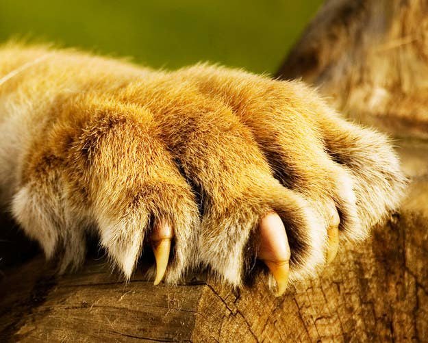 Claws