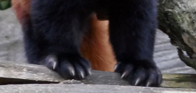 Can You Match The Animal To Its Claws?