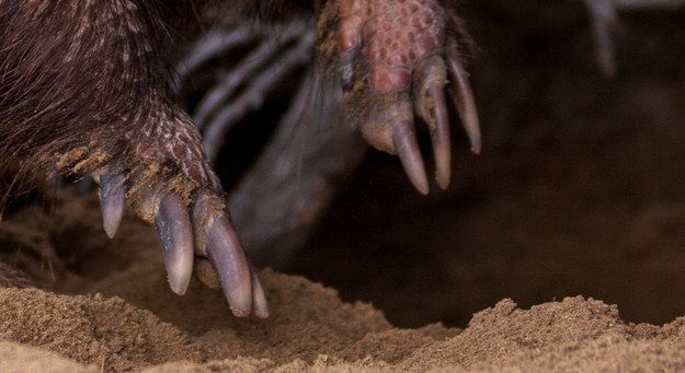 Can You Match The Animal To Its Claws?