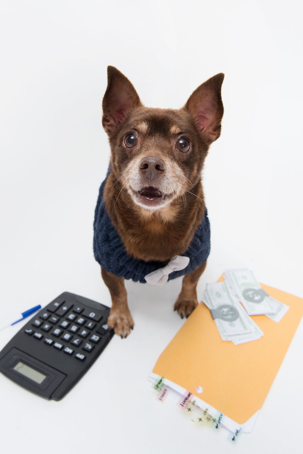 These Small Dogs Perfectly Describe The Tax Season Struggle