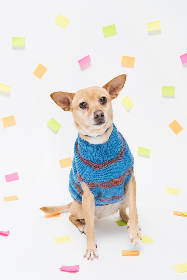 ...because you're a ~bad dog~ and don't conform to social constructs.