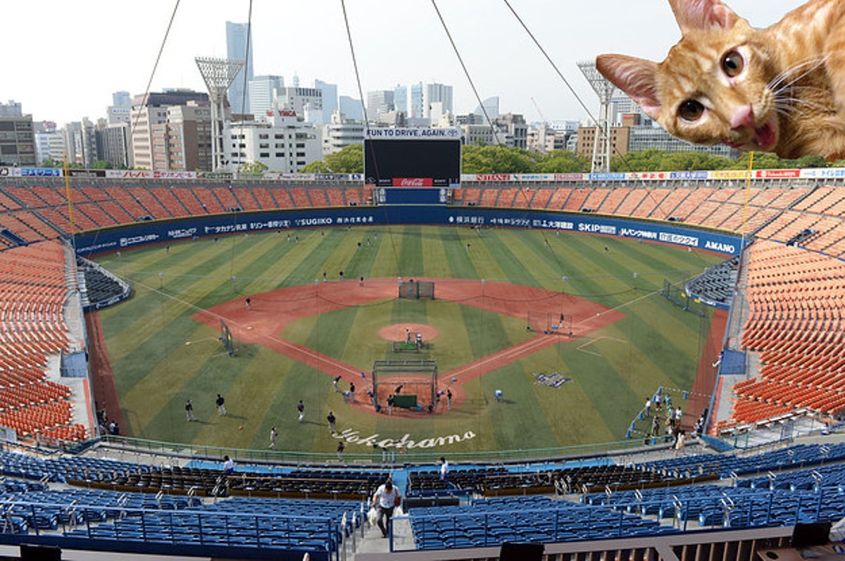 緊迫した試合にネコ乱入 どこから来たの 横浜スタジアムに聞いた