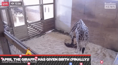 animals giving birth gifs