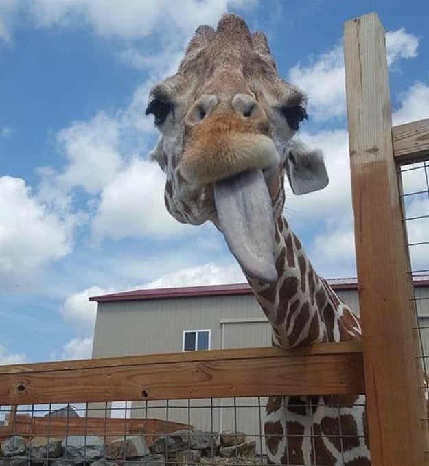 April, a 15-year-old giraffe lives at the Animal Adventure Park in Harpursville, New York. April has given birth to three calves, and she's pregnant with her fourth.