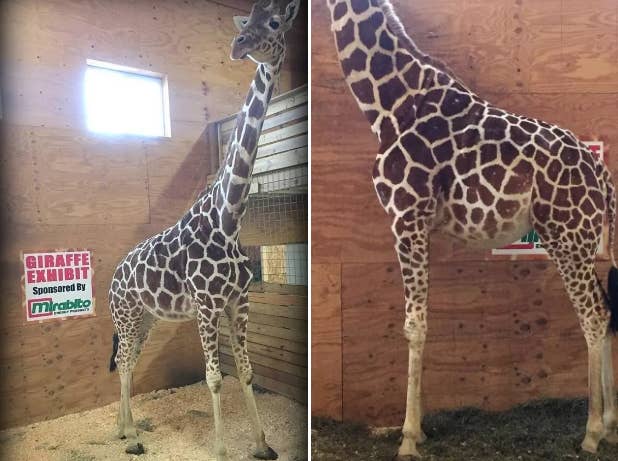 Omfg April The Giraffe Has Finally Given Birth To Her Calf