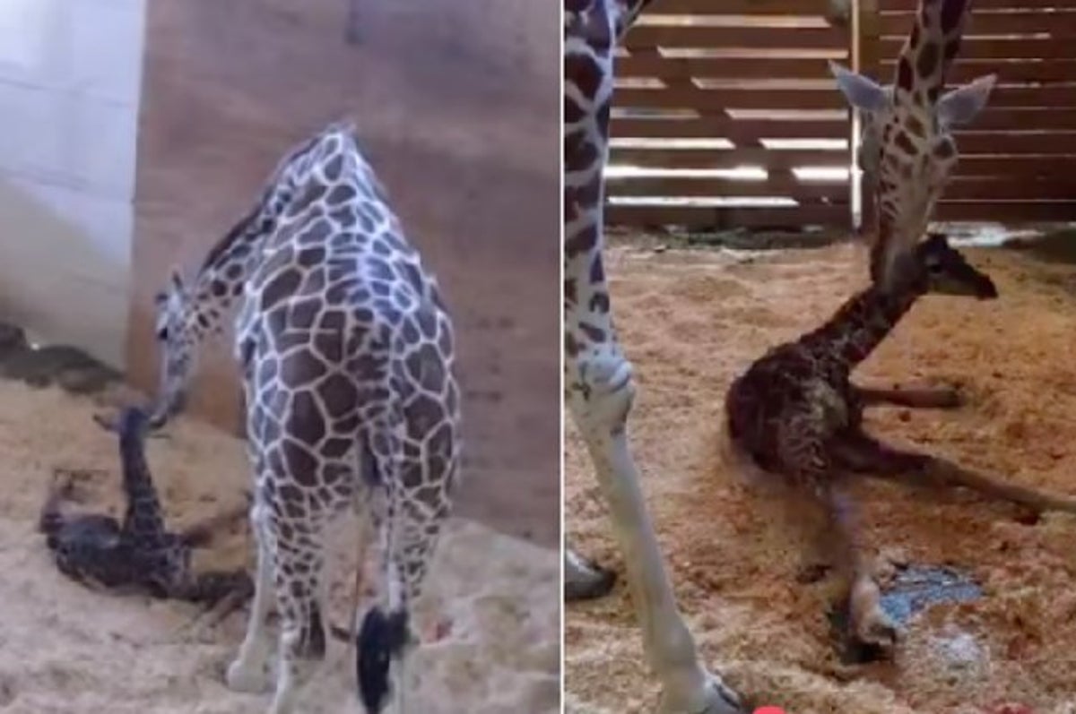 giraffe giving birth gif