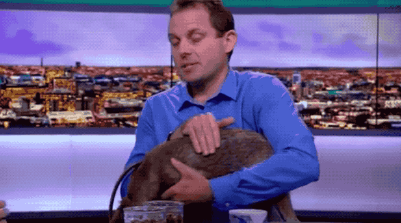 BBC World News presenter Aaron Heslehurst then pretended Monty was chewing his leg LIVE.
