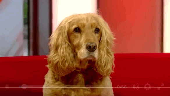 "Hello. I am Oscar. Here are the headlines. Give me a treat."