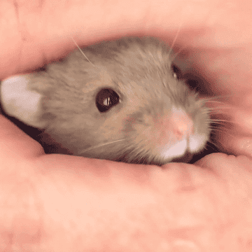 How To Teach Your Hamster To Snuggle With tenor, maker of gif keyboard, add popular snuggle up animated gifs to your conversations. how to teach your hamster to snuggle