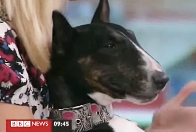 31 Of The Best Damn Dogs On Bbc News