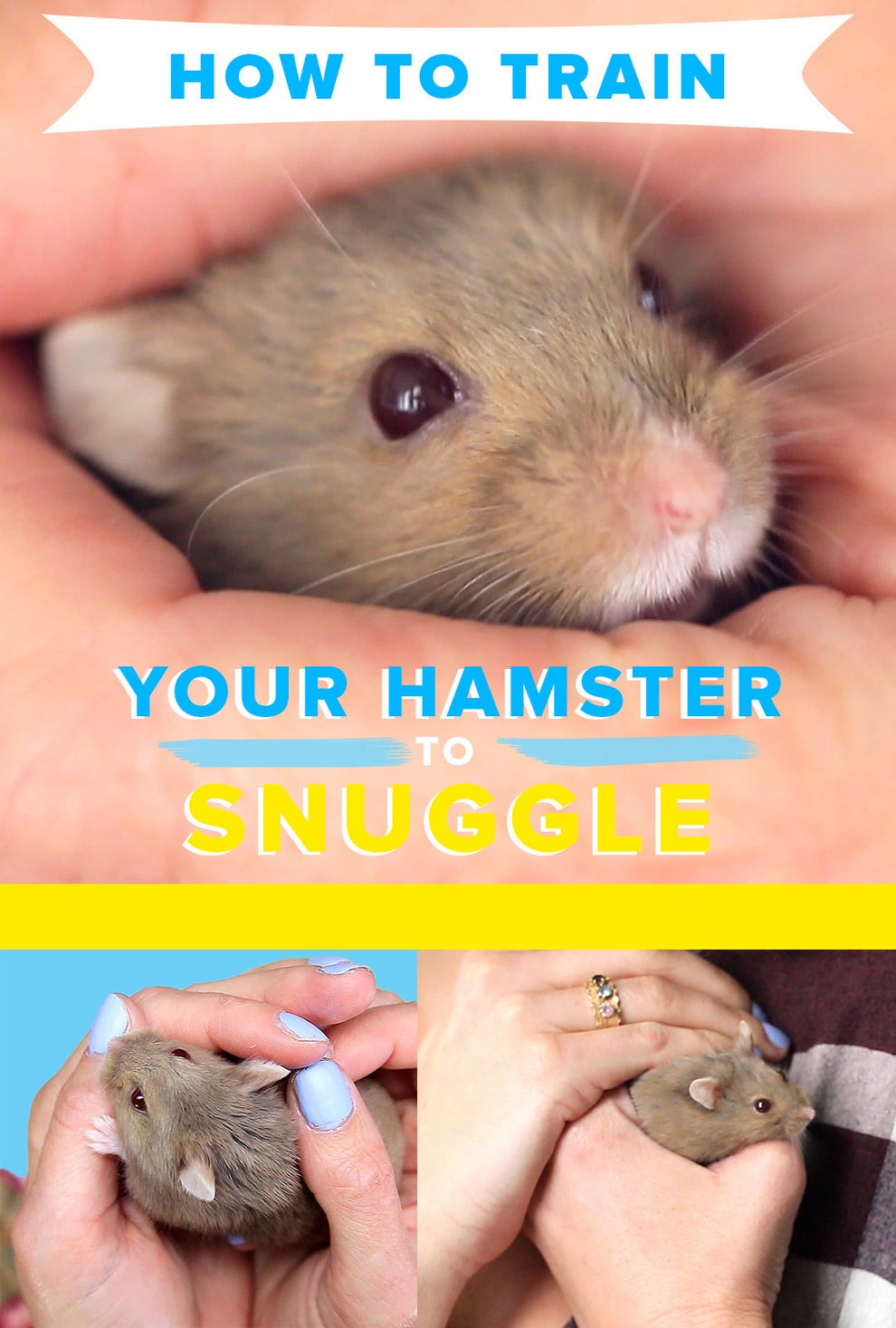 How to Train Your Hamster to Cuddle 