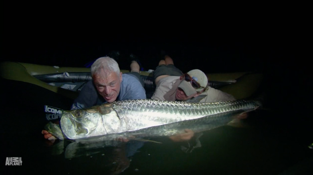 This roughly 150-pound tarpon capable of torpedoing out of the water and knocking people out of boats.