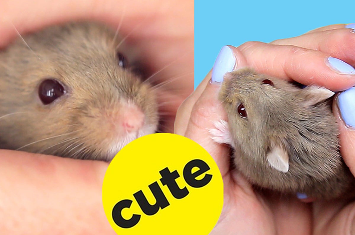 Does your hamster need a friend?