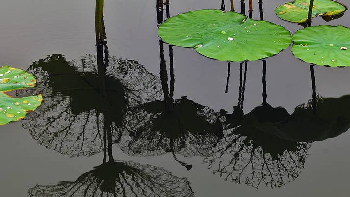 Pool with lily pads