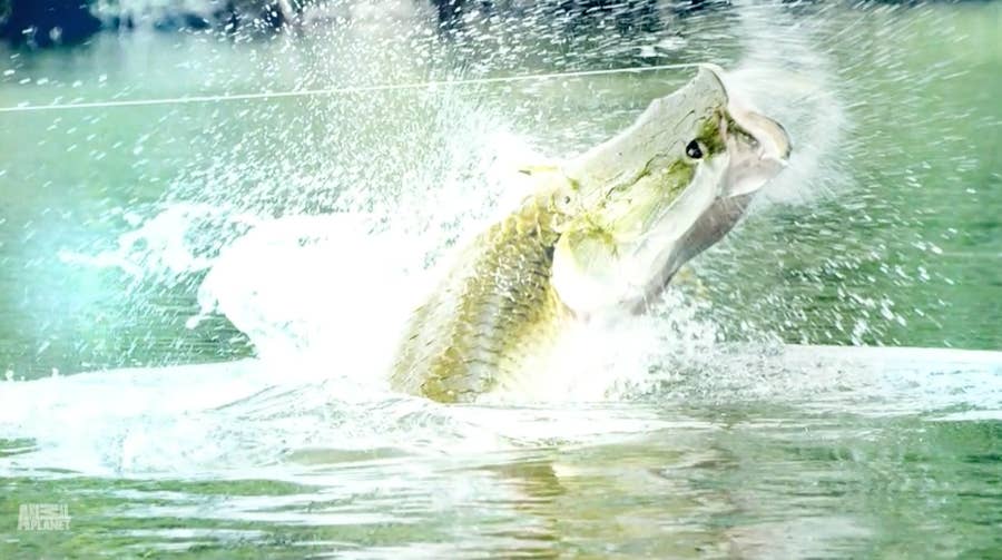 19 Unbelievable Fish Jeremy Wade Caught On River Monsters