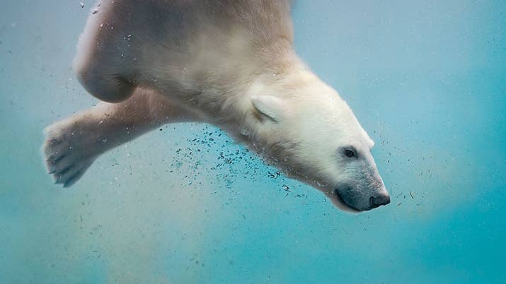 Polar Bear swim