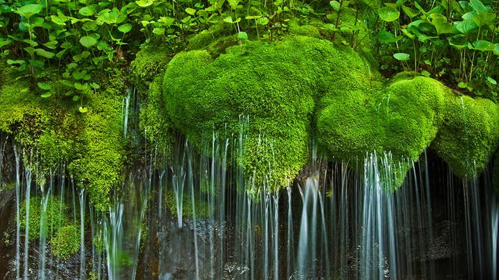 Moss with water falling