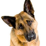 Pick A German Shepherd And Get An Oddly Specific Compliment