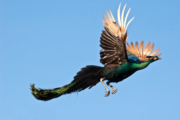 Because the only thing more beautiful than a stationary peacock is...A PEACOCK IN FLIGHT.