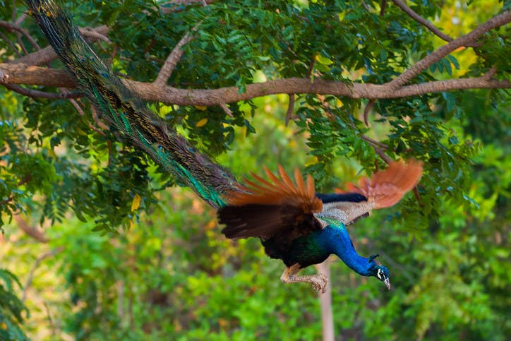 peacock flying into a rainbow