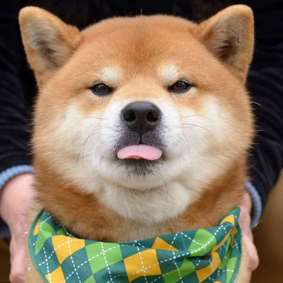 いろんな表情に癒される Instagramの柴犬がネットで大人気 いろんな表情に癒される Instagramの柴犬がネットで大人気