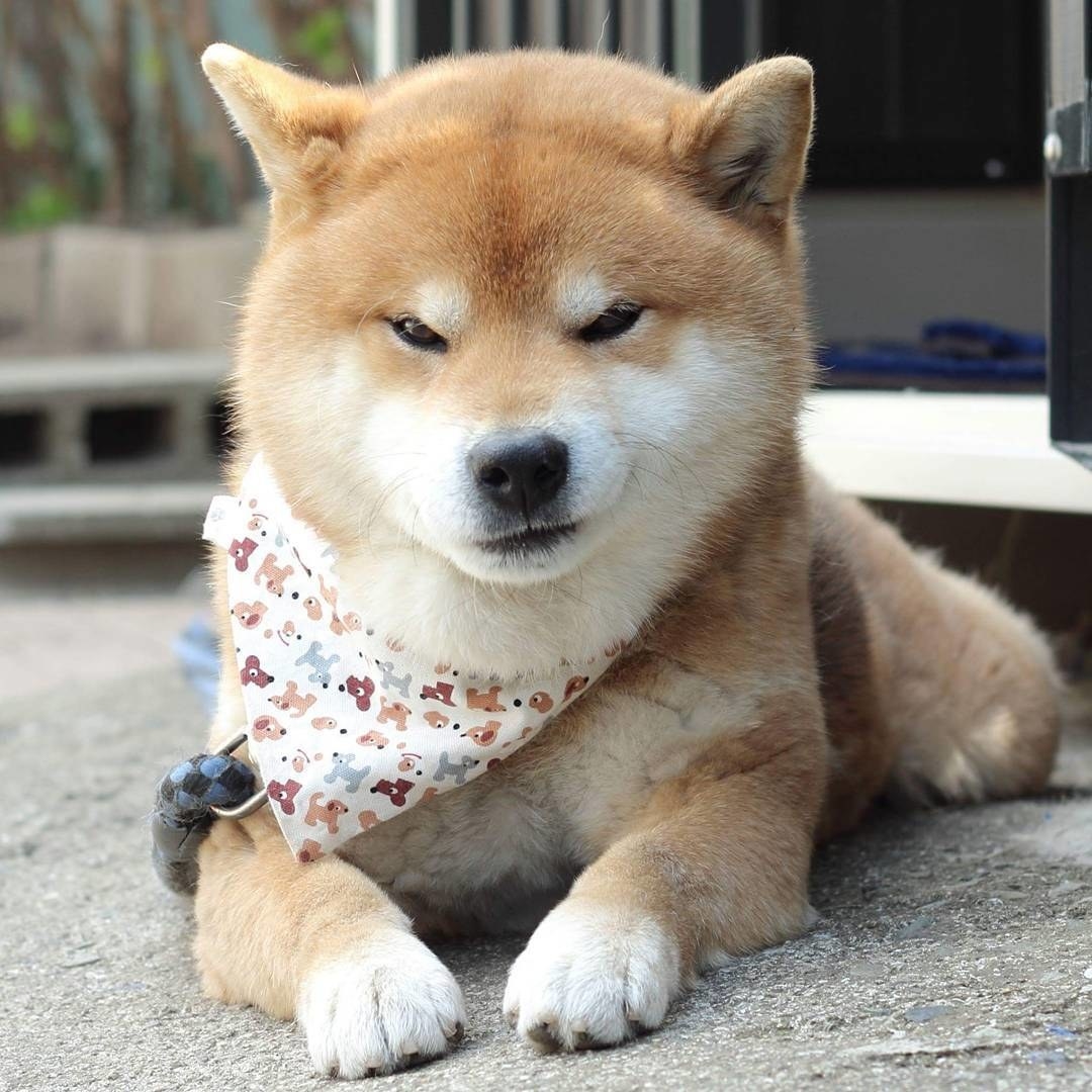いろんな表情に癒される Instagramの柴犬がネットで大人気